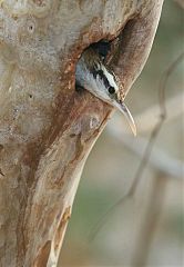 Narrow-billed Woodcreeper